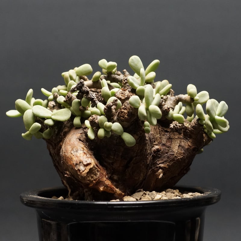 ケラリア ピグマエア 大株 発根済み 鉢発送 コーデックス：ケラリア