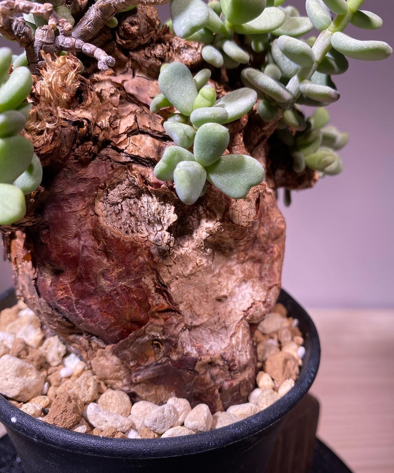 ケラリア ピグマエア／Ceraria pygmaea 発根済 (商品番号pm-5) | RIS