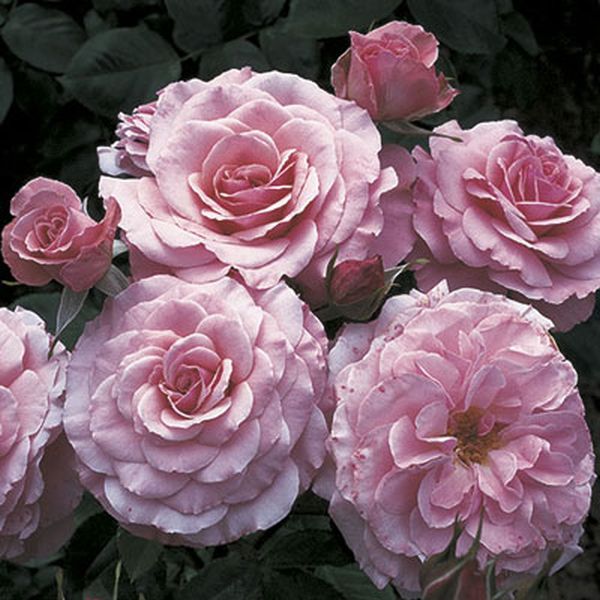 Sexy Rexy™ Floribunda Rose | Buy at NatureHills.com