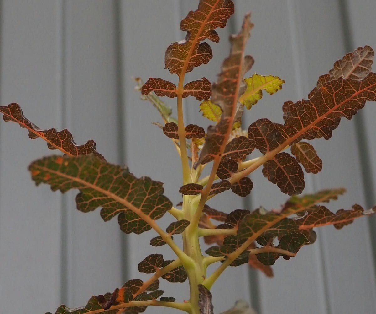 F756 ボスウェリア アスプレニフォリア 実生株 希少株【簡単に葉が